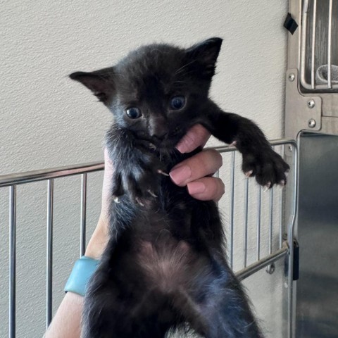 Why (24-2P-4), an adoptable Domestic Short Hair in Rifle, CO, 81650 | Photo Image 1