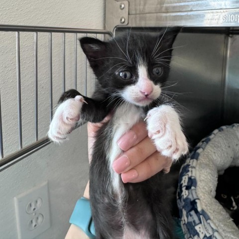 Where (24-2P-2), an adoptable Domestic Short Hair in Rifle, CO, 81650 | Photo Image 1