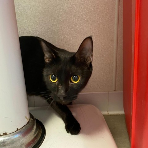 Jeeper (24-2Y-Mom), an adoptable Domestic Short Hair in Rifle, CO, 81650 | Photo Image 1