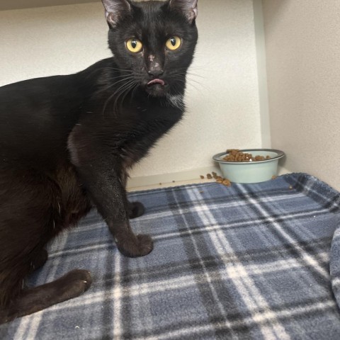 Jeeper (24-2Y-Mom), an adoptable Domestic Short Hair in Rifle, CO, 81650 | Photo Image 2