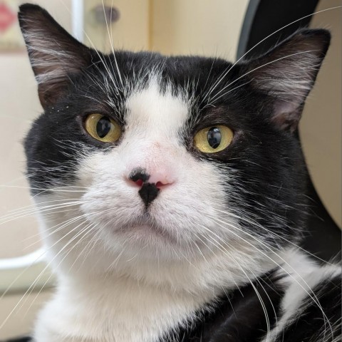 Bento, an adoptable Domestic Short Hair in Thomaston, ME, 04861 | Photo Image 1