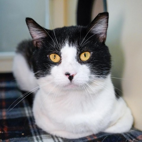 Bento, an adoptable Domestic Short Hair in Thomaston, ME, 04861 | Photo Image 3