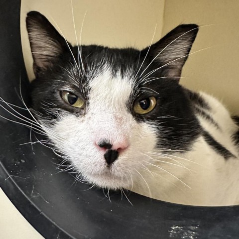 Bento, an adoptable Domestic Short Hair in Thomaston, ME, 04861 | Photo Image 4