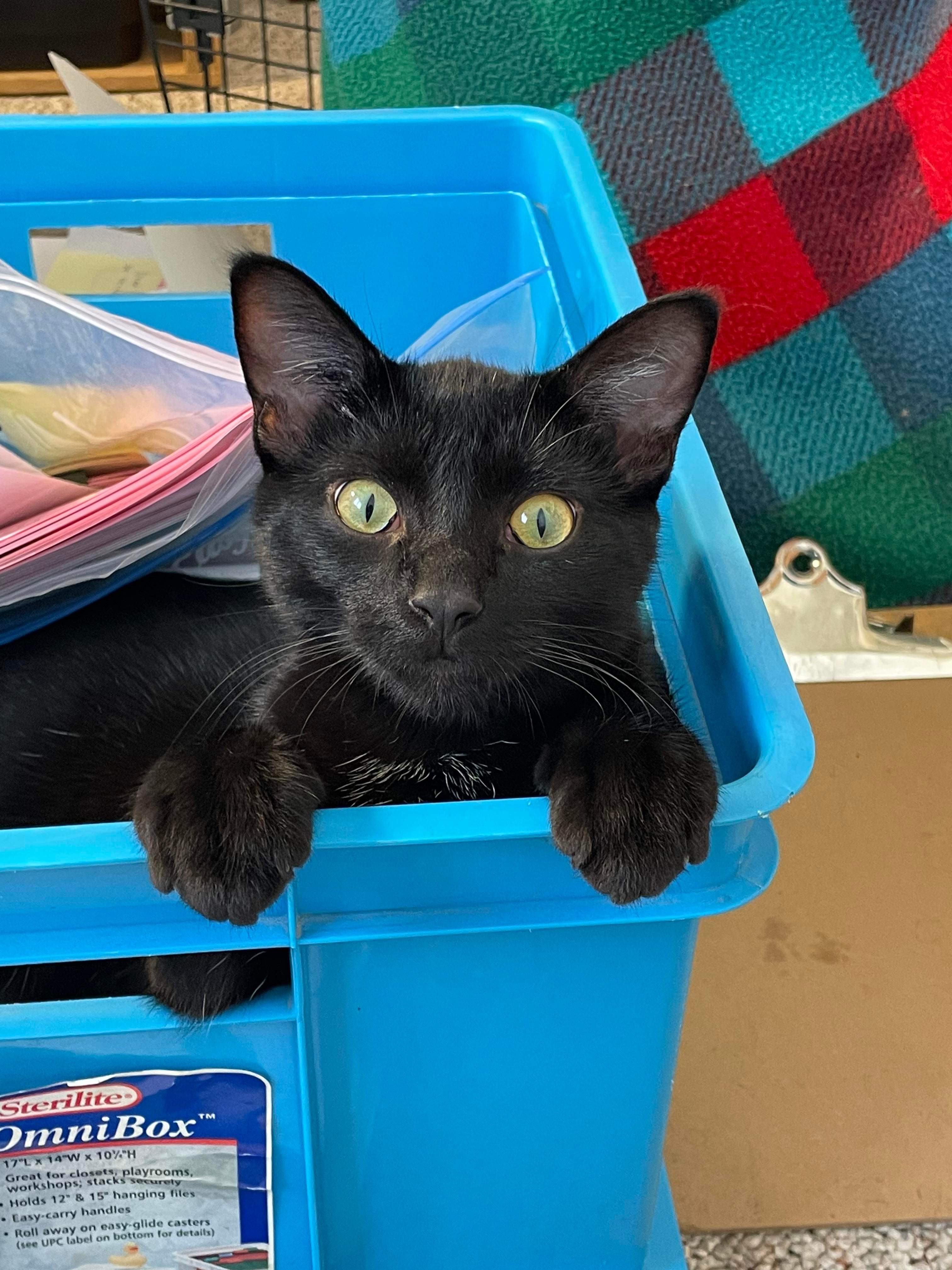 Loki, an adoptable Domestic Short Hair in Steinbach, MB, R5G 2B2 | Photo Image 3