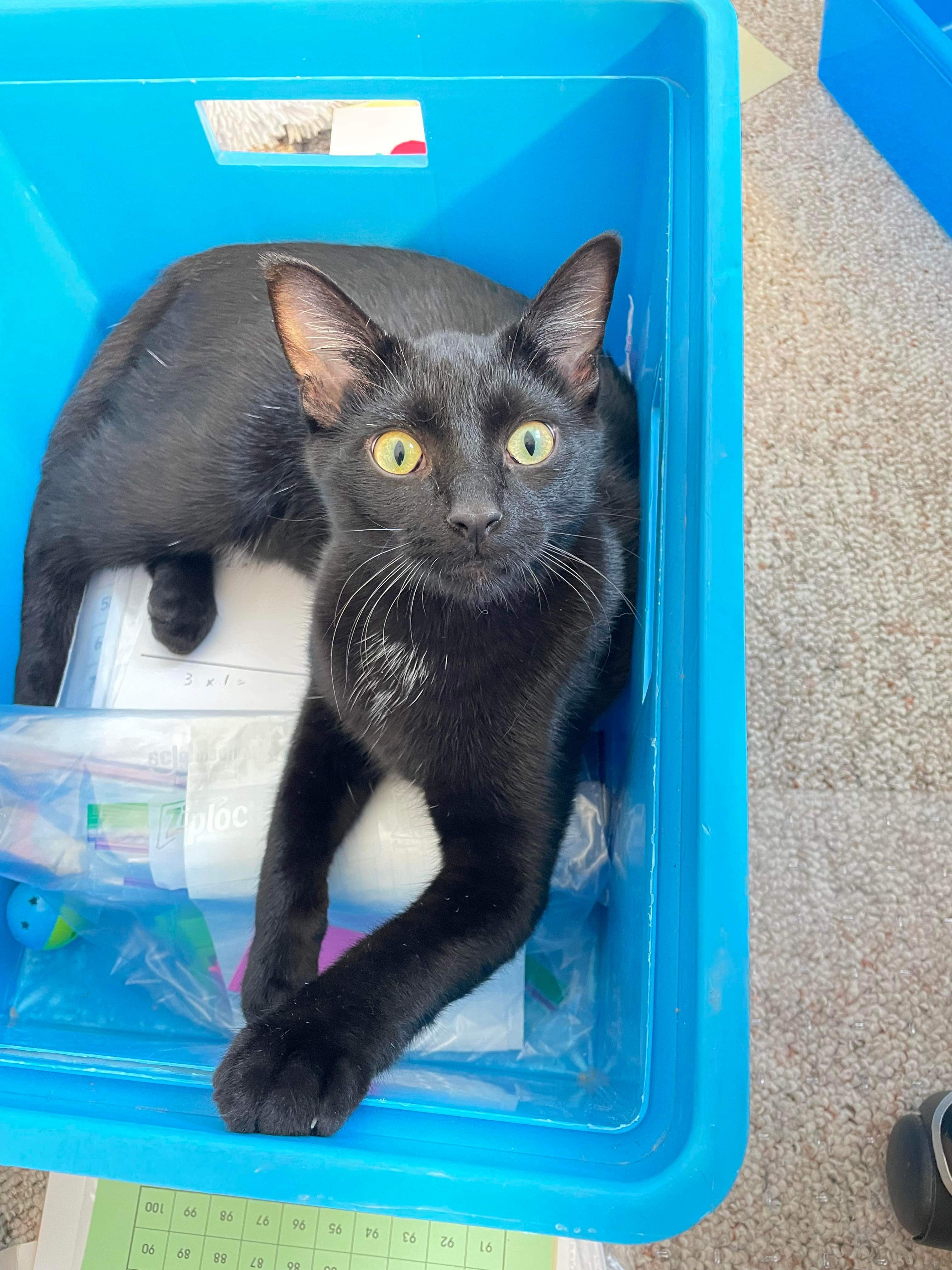 Loki, an adoptable Domestic Short Hair in Steinbach, MB, R5G 2B2 | Photo Image 4