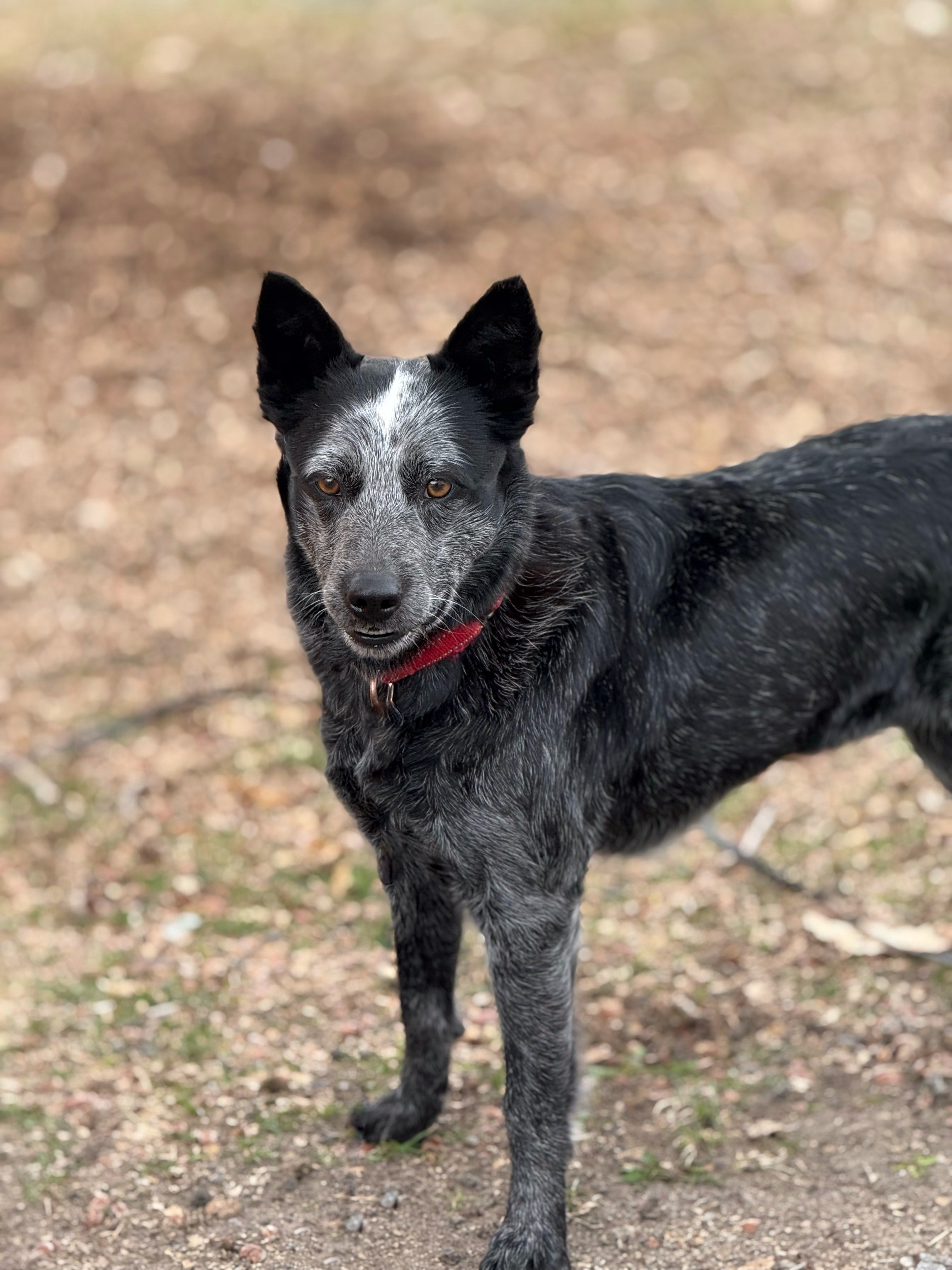 Cleo, an adoptable Australian Cattle Dog / Blue Heeler in Twin Falls, ID, 83301 | Photo Image 1