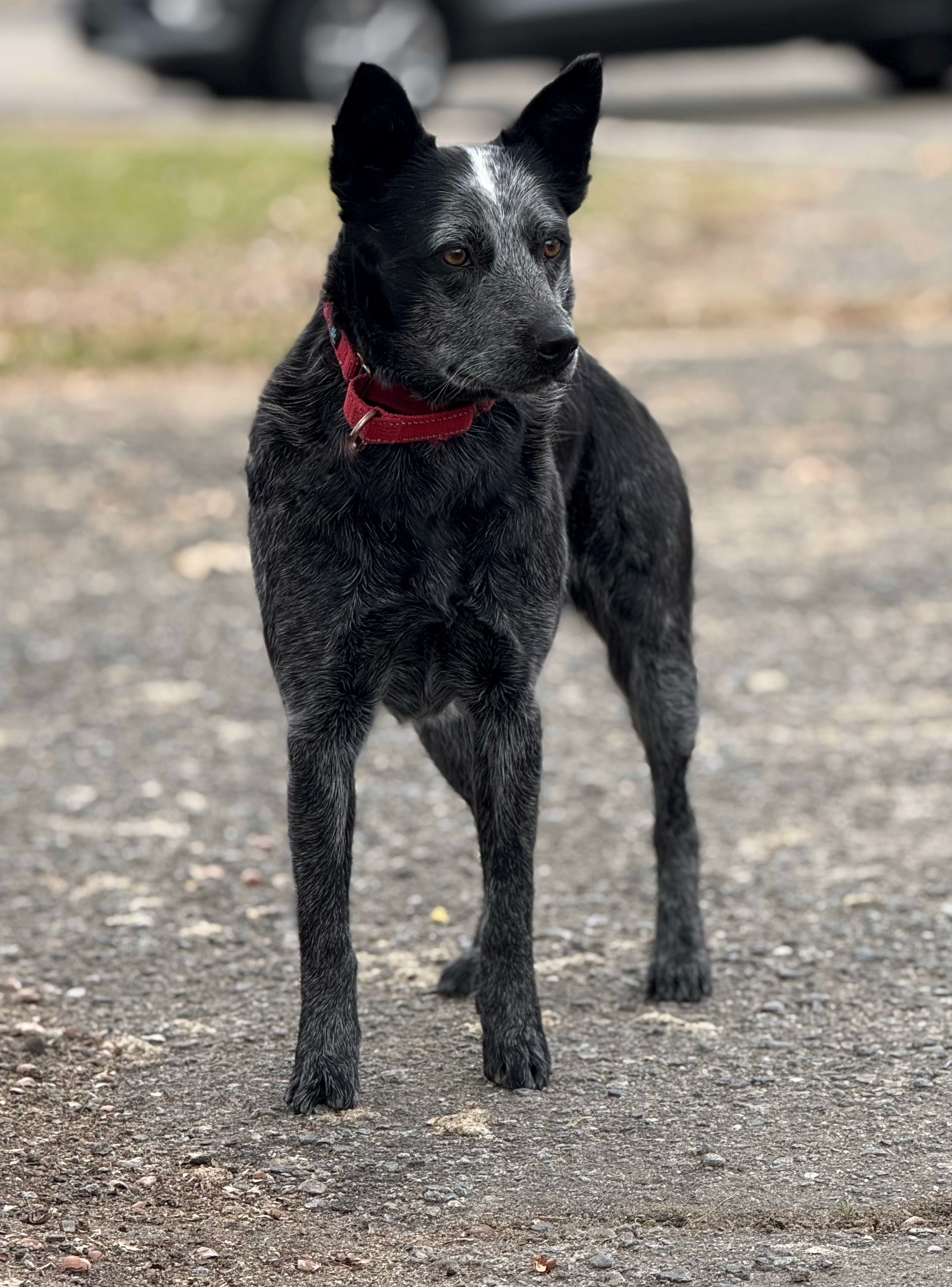 Cleo, an adoptable Australian Cattle Dog / Blue Heeler in Twin Falls, ID, 83301 | Photo Image 2