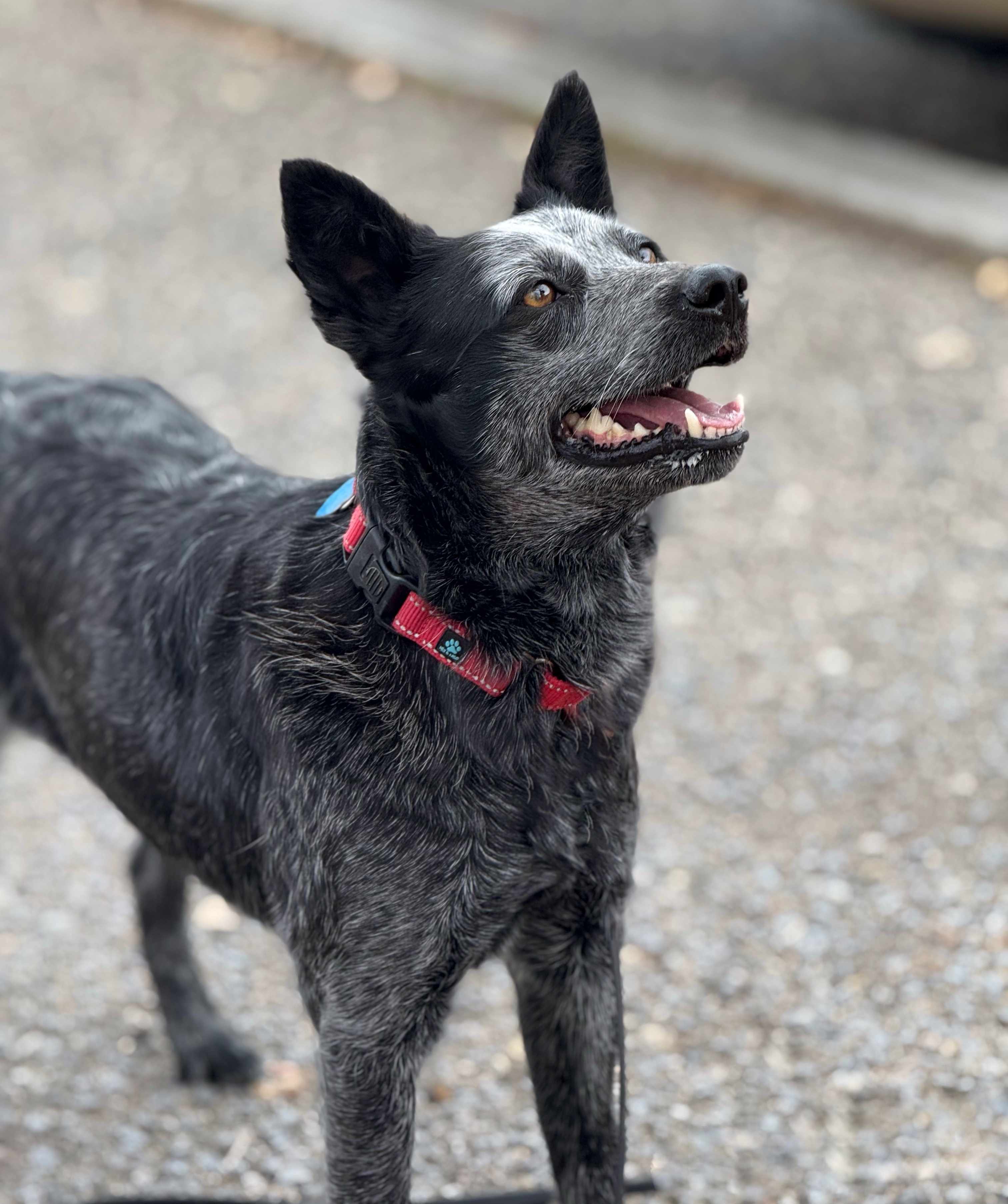 Cleo, an adoptable Australian Cattle Dog / Blue Heeler in Twin Falls, ID, 83301 | Photo Image 3