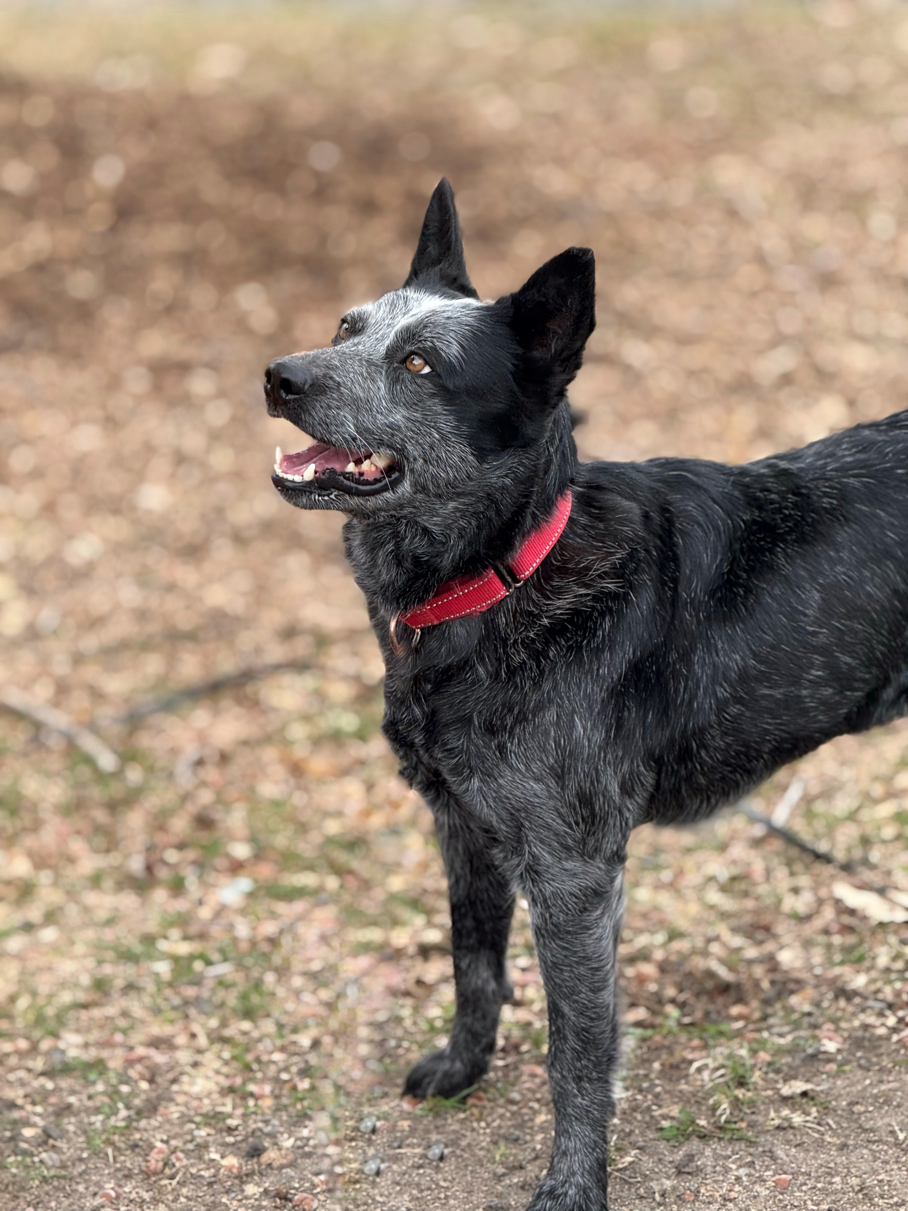 Cleo, an adoptable Australian Cattle Dog / Blue Heeler in Twin Falls, ID, 83301 | Photo Image 4