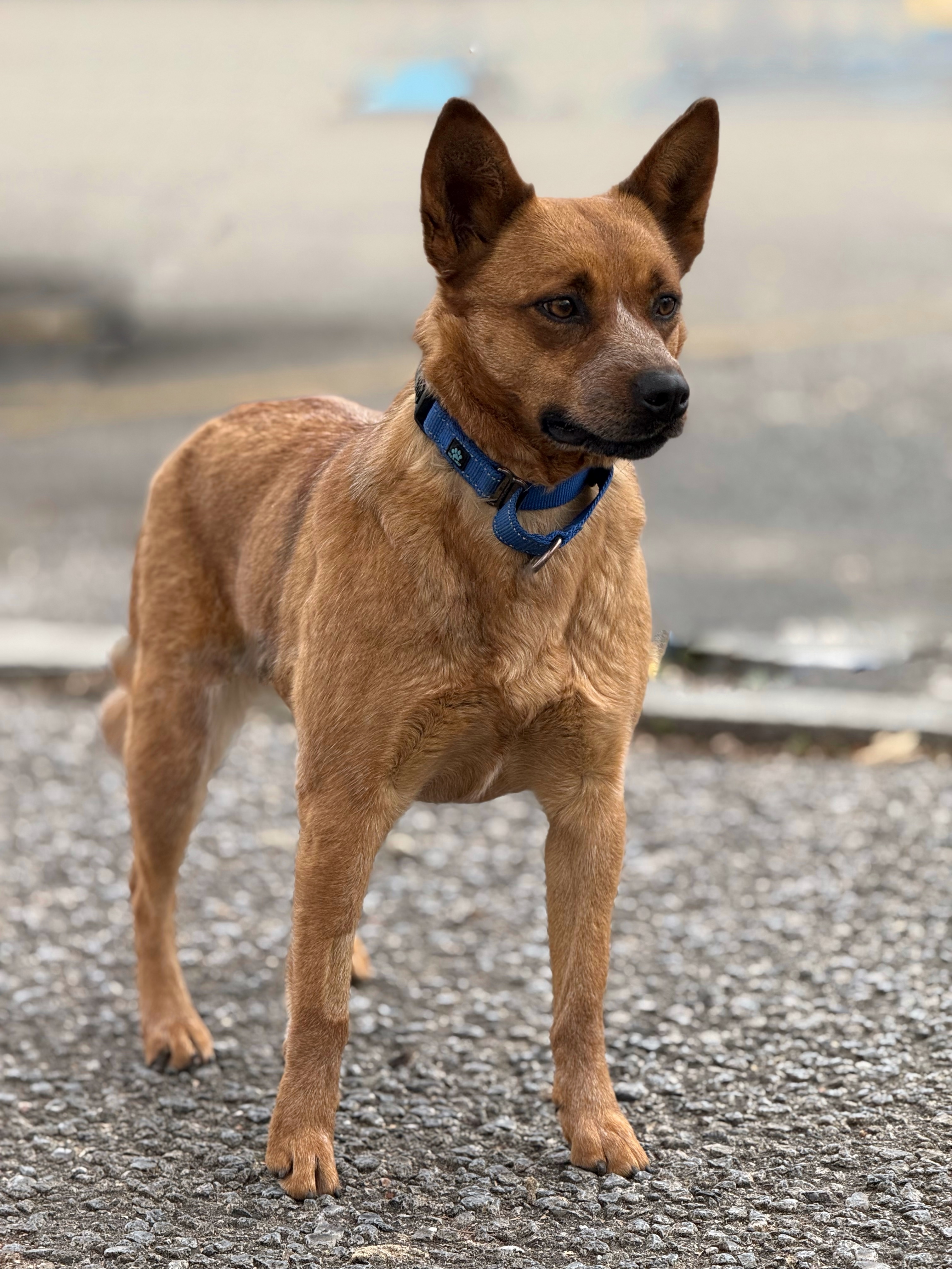 Foxxy, an adoptable Australian Cattle Dog / Blue Heeler in Twin Falls, ID, 83301 | Photo Image 1