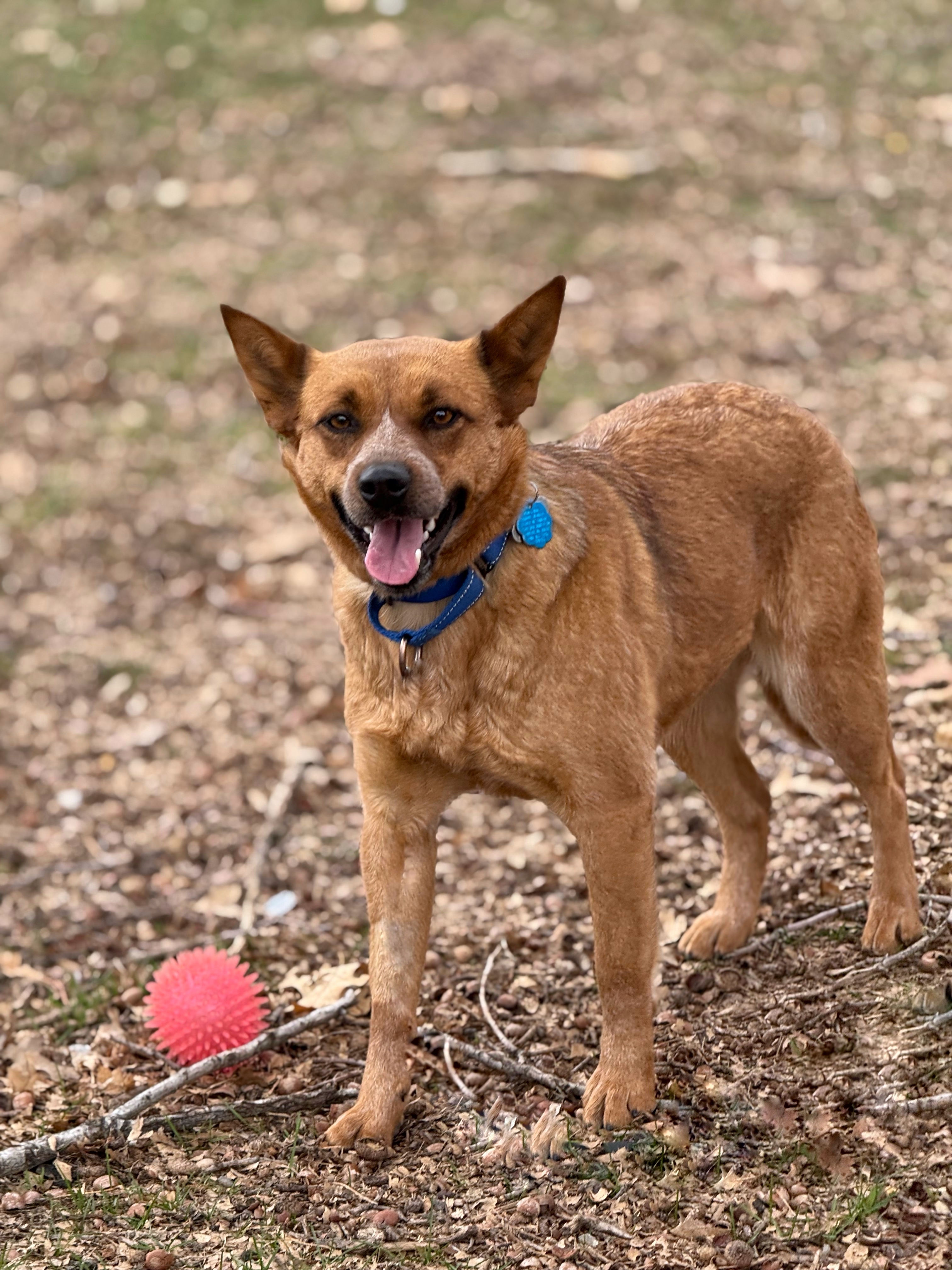 Foxxy, an adoptable Australian Cattle Dog / Blue Heeler in Twin Falls, ID, 83301 | Photo Image 2