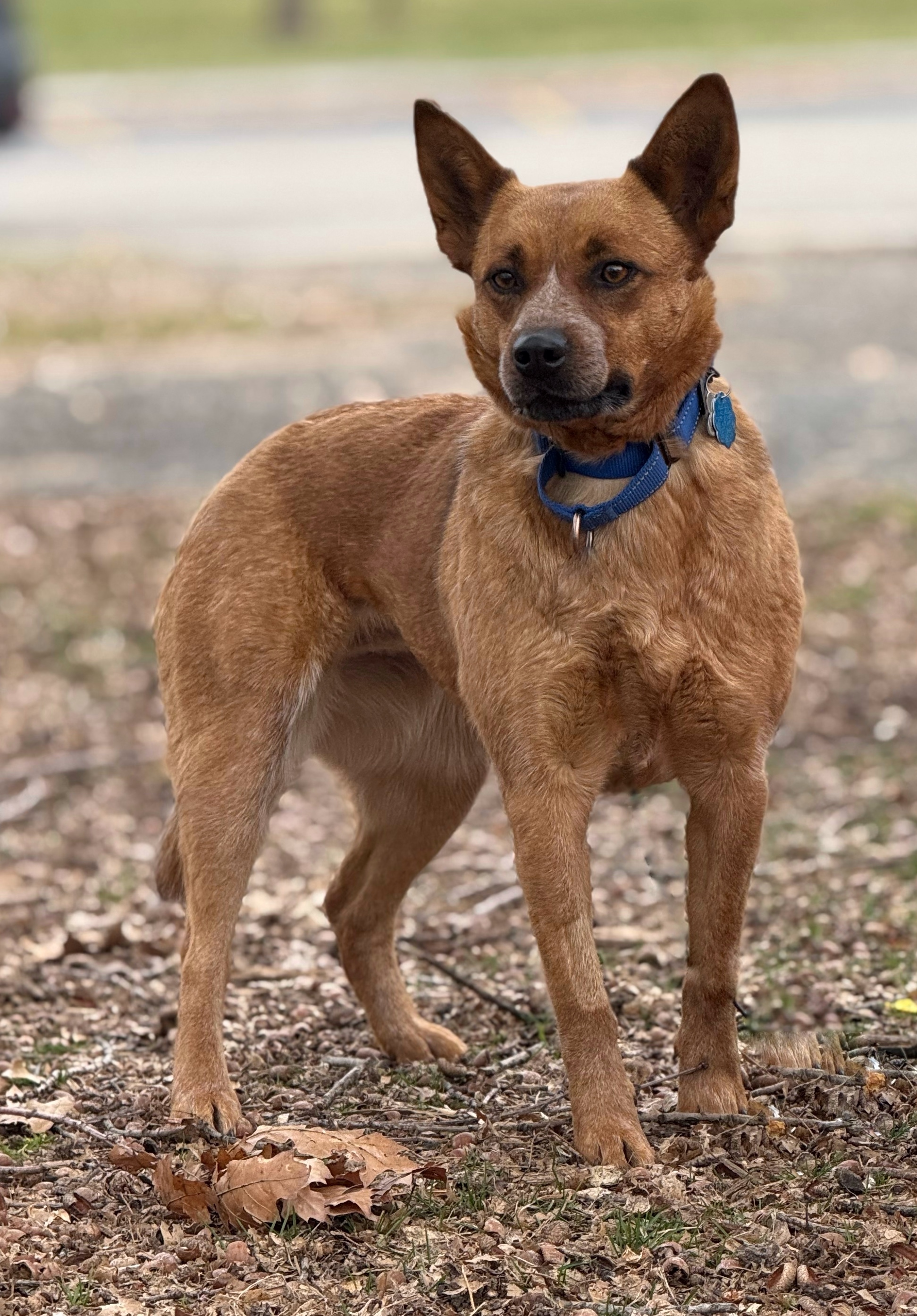 Foxxy, an adoptable Australian Cattle Dog / Blue Heeler in Twin Falls, ID, 83301 | Photo Image 3