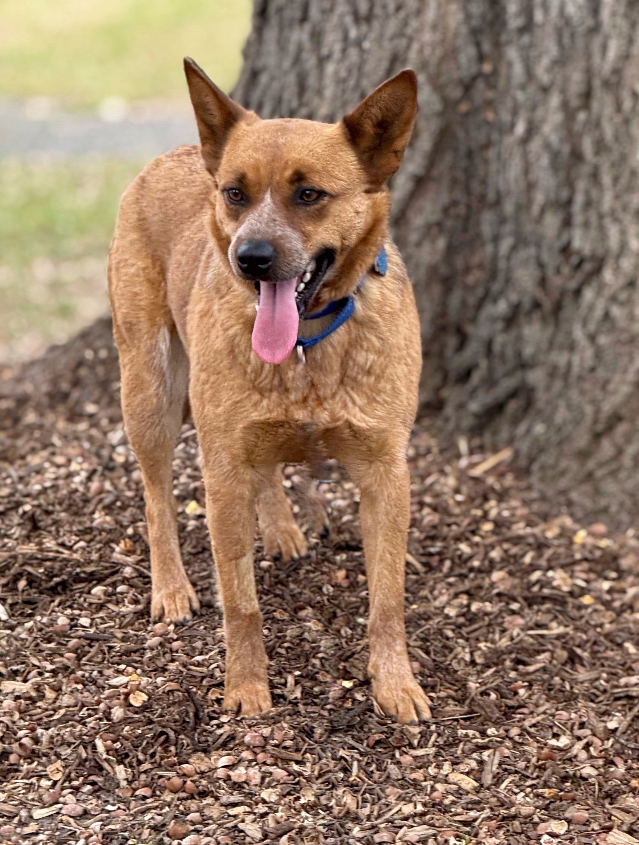 Foxxy, an adoptable Australian Cattle Dog / Blue Heeler in Twin Falls, ID, 83301 | Photo Image 4