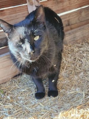 Avery, Adult Male Domestic Short Hair