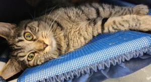 August, Adult Female Domestic Short Hair
