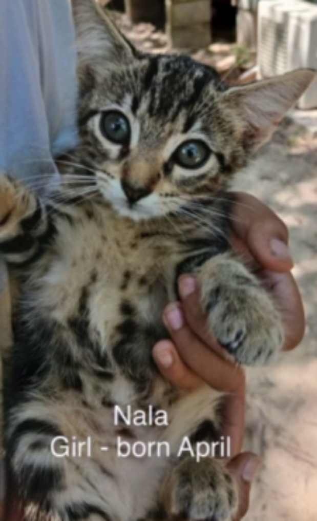 Nala