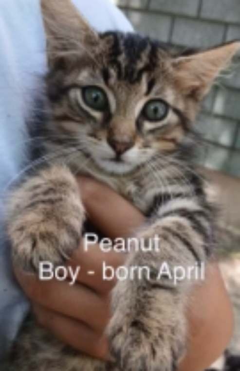 Peanut