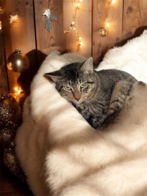 Mallow, Young Male Domestic Short Hair
