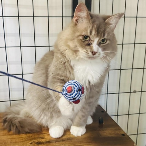 Foggy, an adoptable Domestic Medium Hair in North Battleford, SK, S9A 2M7 | Photo Image 1