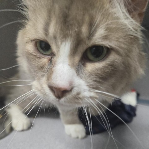 Foggy, an adoptable Domestic Medium Hair in North Battleford, SK, S9A 2M7 | Photo Image 2