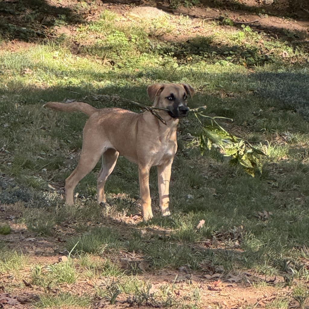 Isla