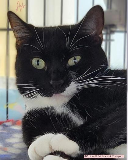 Ash, an adoptable Domestic Short Hair in De Soto, IA, 50069 | Photo Image 1