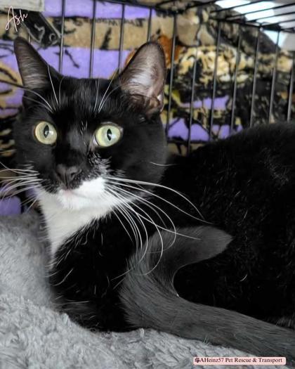 Ash, an adoptable Domestic Short Hair in De Soto, IA, 50069 | Photo Image 2