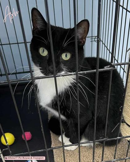 Ash, an adoptable Domestic Short Hair in De Soto, IA, 50069 | Photo Image 3