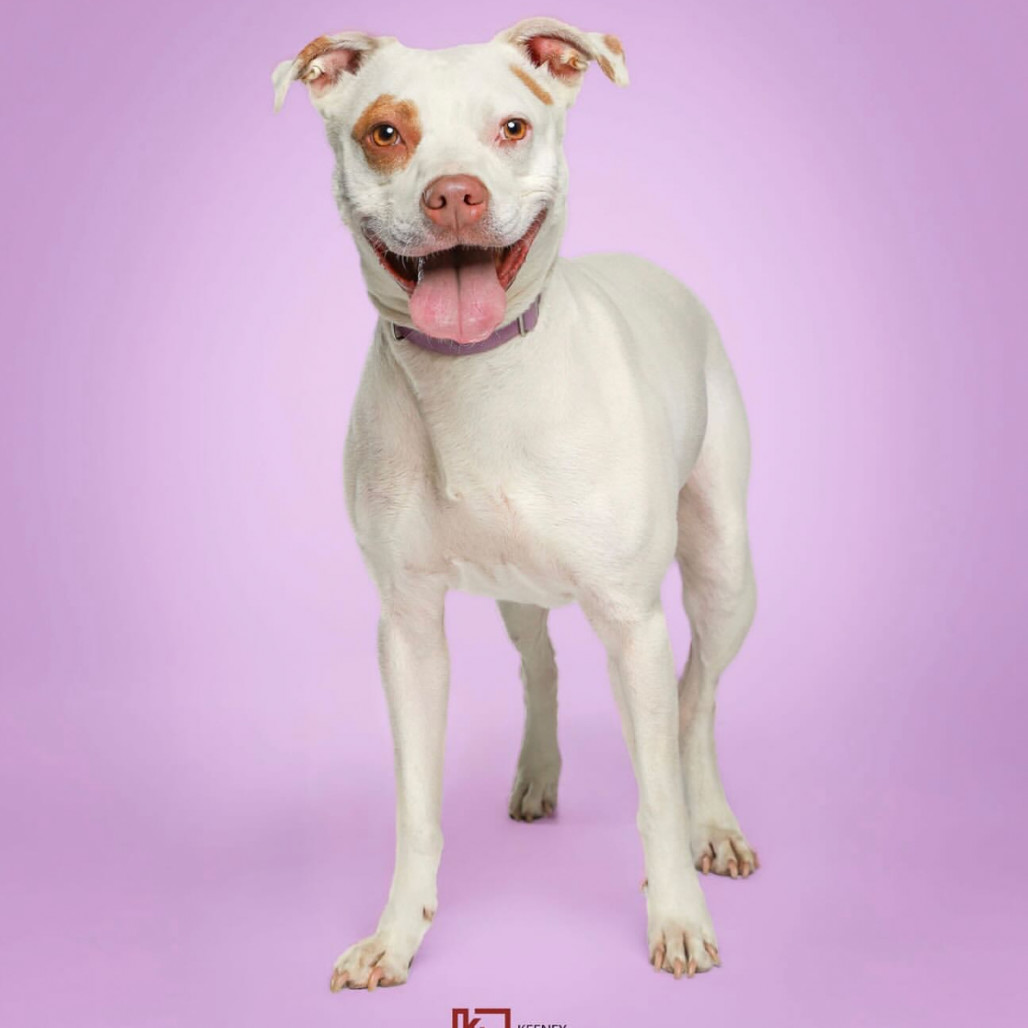 Clover -My adoption fee is fully sponsored! Thank you Evan and Callie