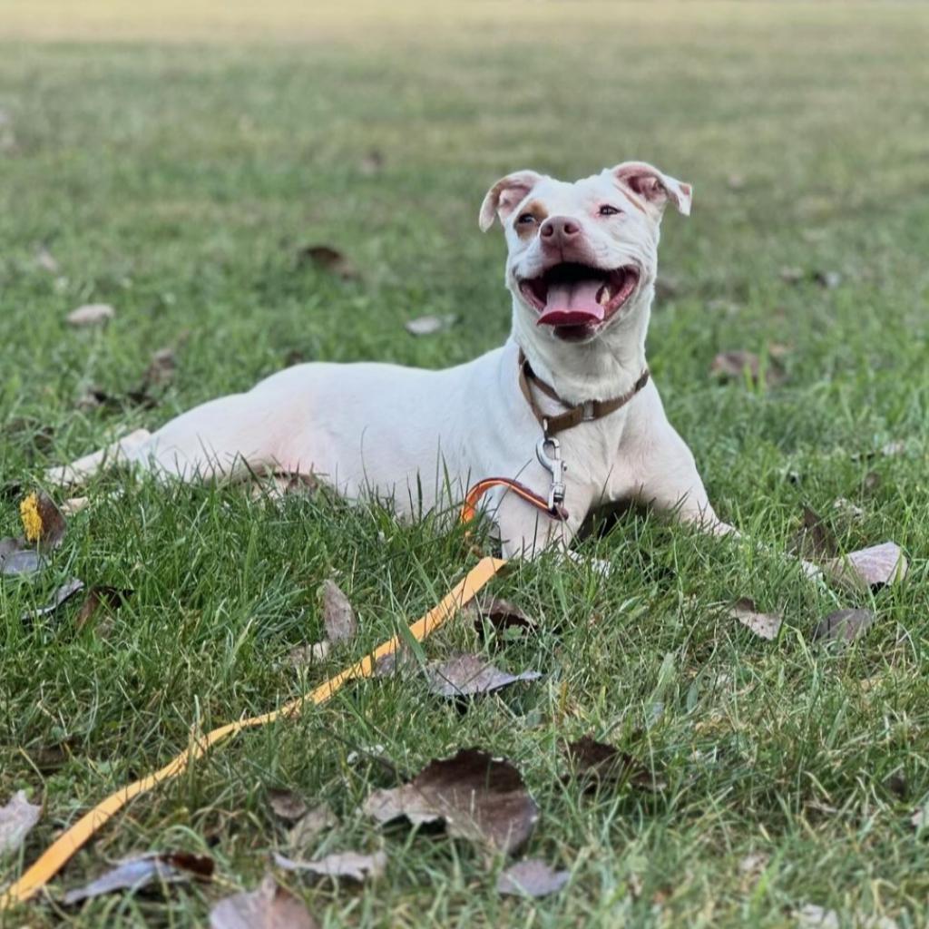 Clover -My adoption fee is fully sponsored! Thank you Evan and Callie