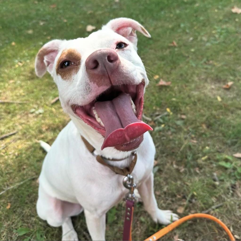 Clover -My adoption fee is fully sponsored! Thank you Evan and Callie