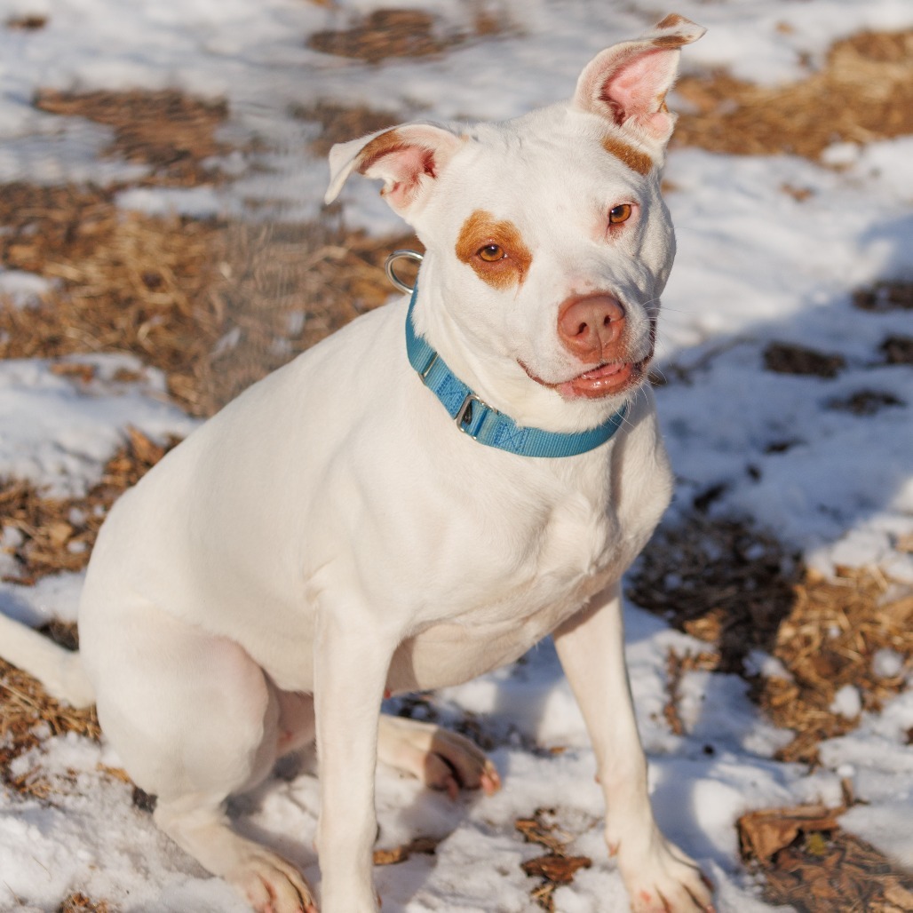 Clover -My adoption fee is fully sponsored! Thank you Evan and Callie