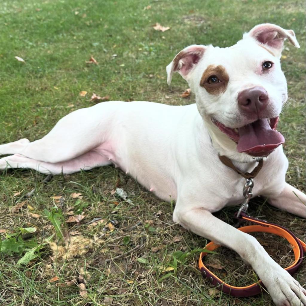 Clover -My adoption fee is fully sponsored! Thank you Evan and Callie