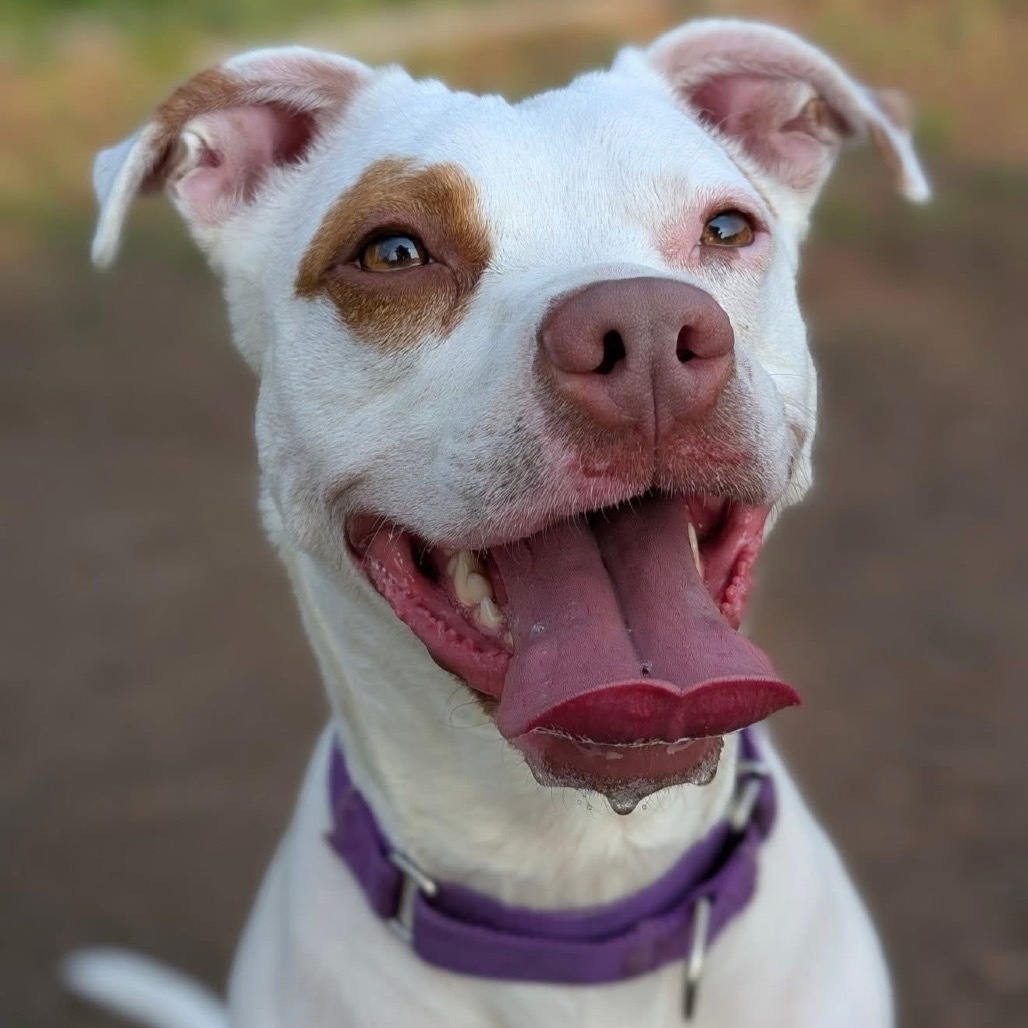 Clover -My adoption fee is fully sponsored! Thank you Evan and Callie