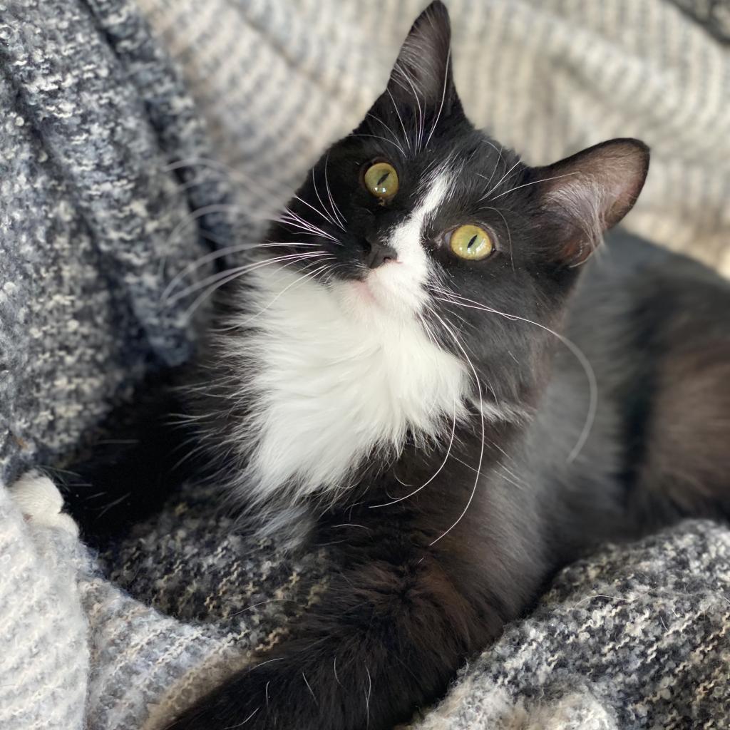 Simone
