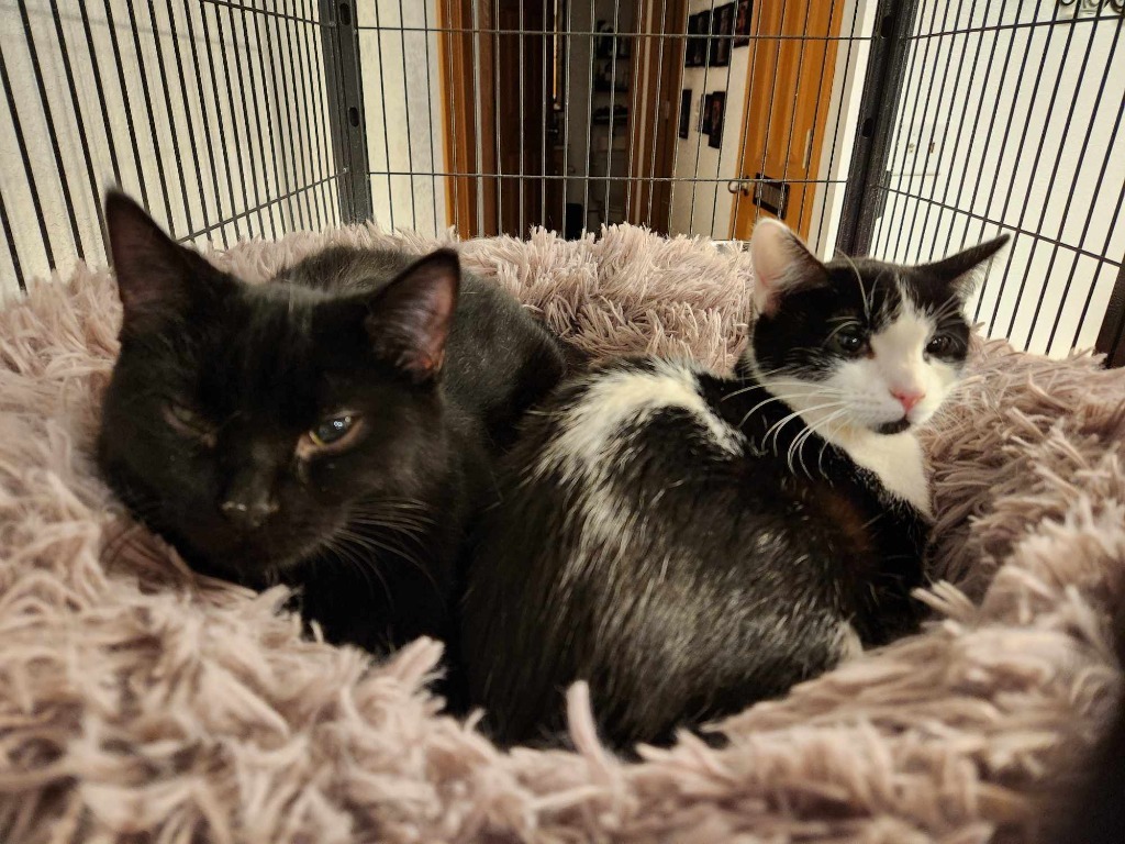 Hazel, an adoptable Domestic Short Hair in Minot, ND, 58701 | Photo Image 1