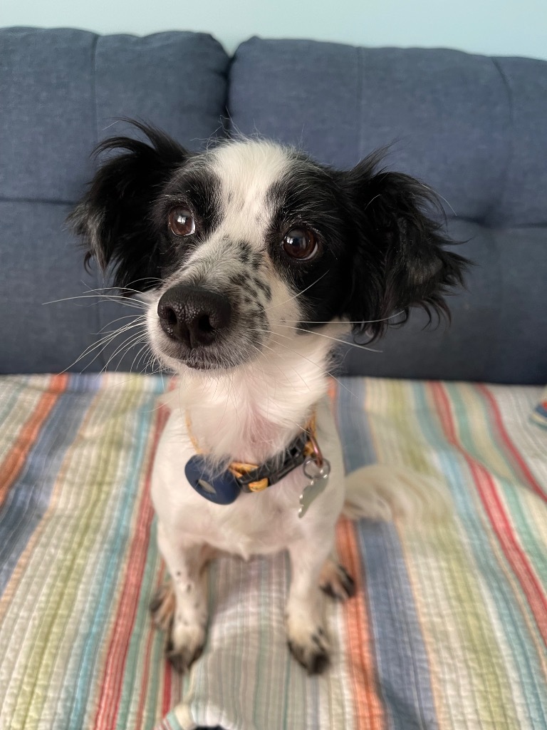 Summer, an adoptable Papillon, Spaniel in Manhattan Beach, CA, 90266 | Photo Image 1