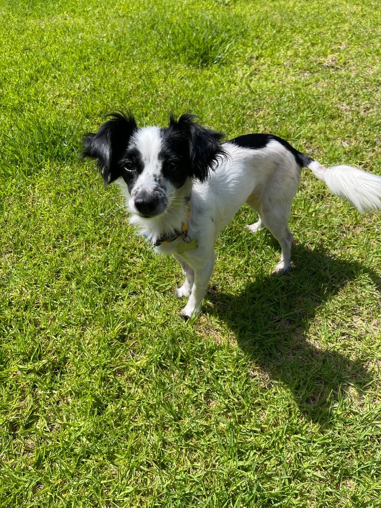 Summer, an adoptable Papillon, Spaniel in Manhattan Beach, CA, 90266 | Photo Image 2