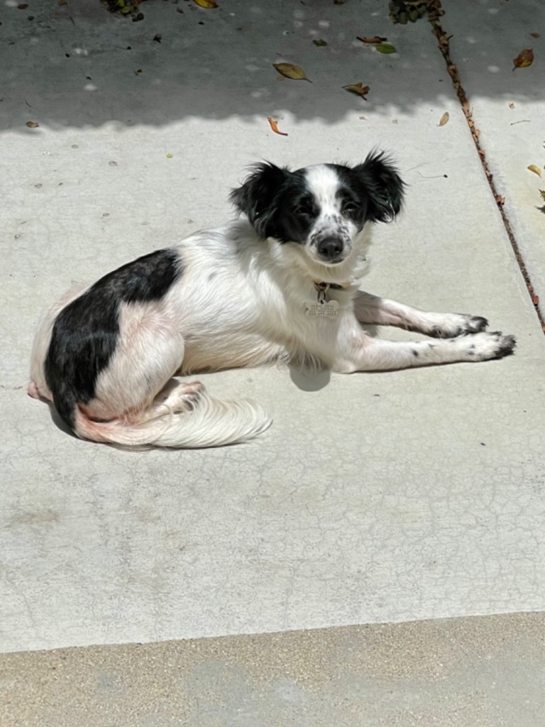 Summer, an adoptable Papillon, Spaniel in Manhattan Beach, CA, 90266 | Photo Image 3