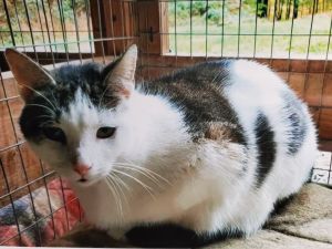 Kamryn, Adult Female unknown