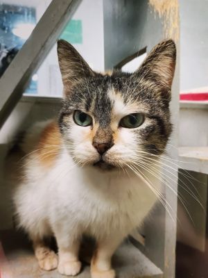 Amber, Adult Female unknown