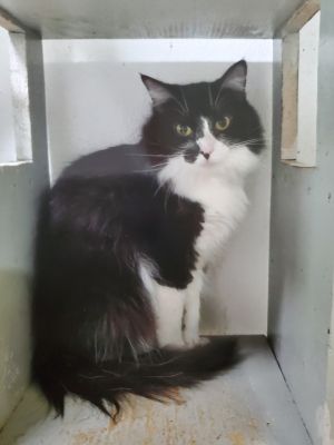 Paris, Adult Female Domestic Long Hair