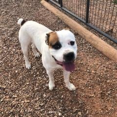 Ace, an adoptable American Bulldog in Hot Springs, SD, 57747 | Photo Image 1