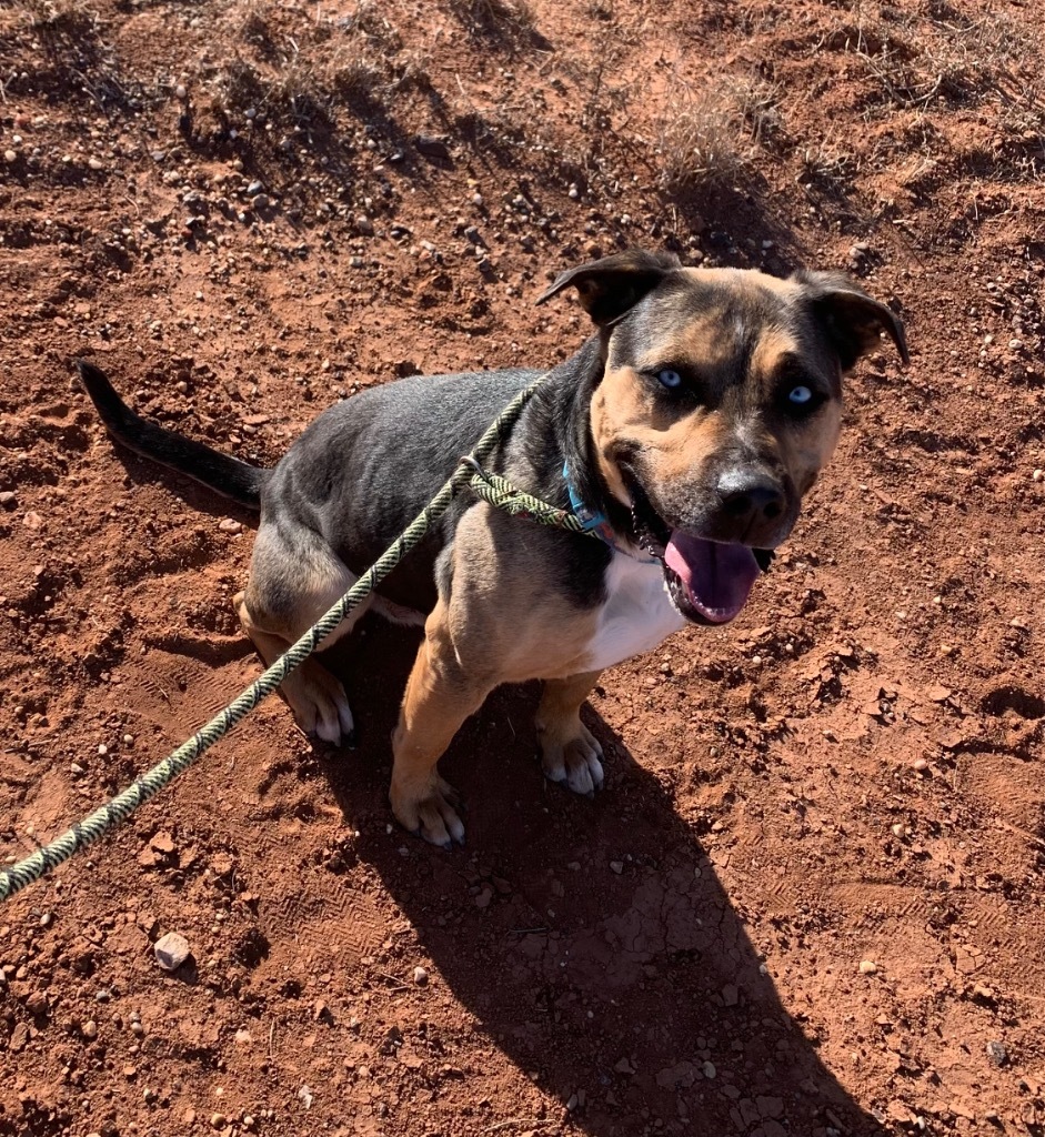 Whiskey, an adoptable Shepherd, Mixed Breed in Tucumcari, NM, 88401 | Photo Image 1