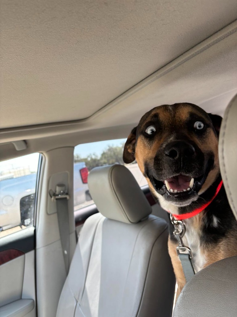 Whiskey, an adoptable Shepherd, Mixed Breed in Tucumcari, NM, 88401 | Photo Image 2