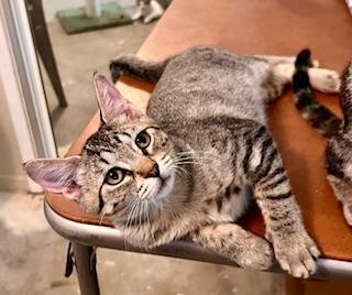 Stevie, an adoptable Tabby in Parlier, CA, 93648 | Photo Image 1