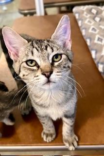 Stevie, an adoptable Tabby in Parlier, CA, 93648 | Photo Image 3