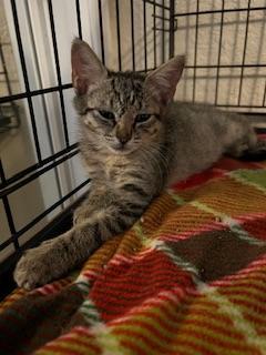 Stevie, an adoptable Tabby in Parlier, CA, 93648 | Photo Image 4