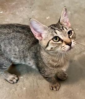Stevie, an adoptable Tabby in Parlier, CA, 93648 | Photo Image 5