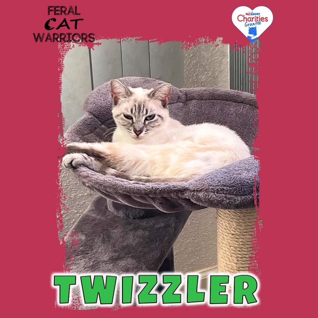 Twizzler, an adoptable Domestic Short Hair in Kingman, AZ, 86401 | Photo Image 1